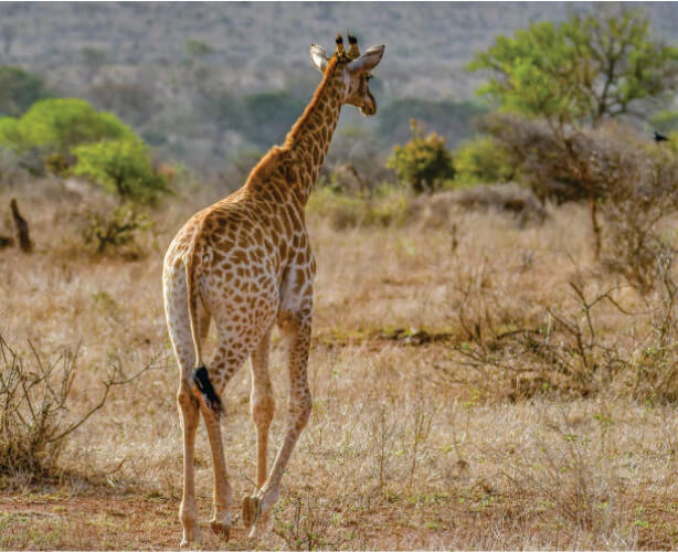 Paquetes de viajes grupales a Kenia