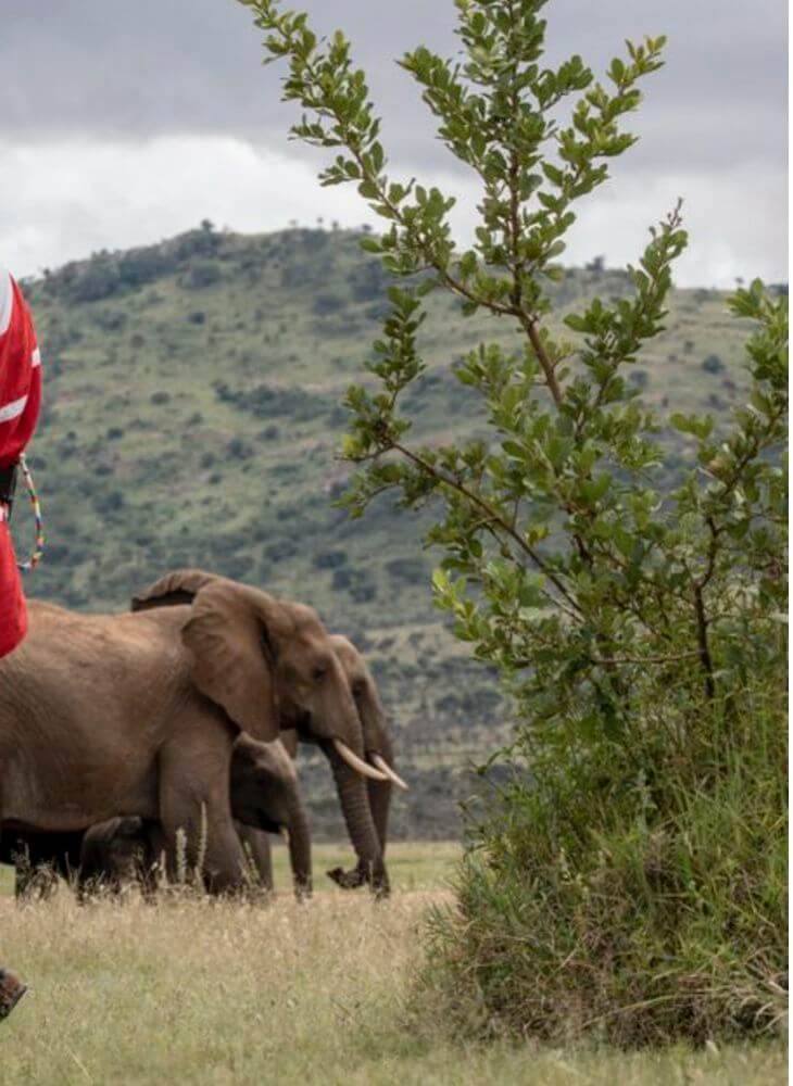 herd of elephants walking on green grass field near tree at daytime on Masai Mara safari in Kenya, Nairobi