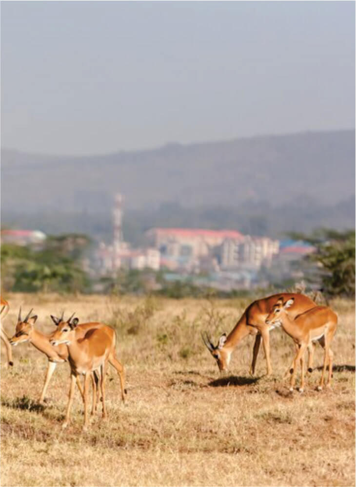Betaalbare 4-daagse Nairobi Safari-reis Masai Mara