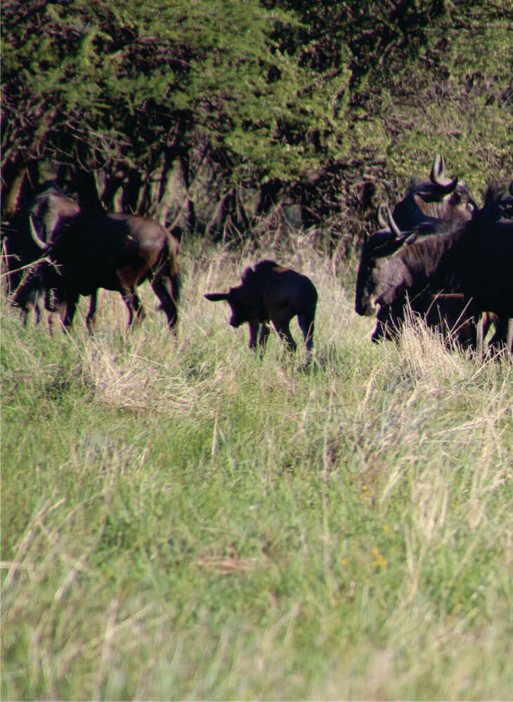 five wildebeest walking on green grass field at daytime in Masai Mara Kenya during great migration African safari tours