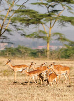 AFFORDABLE NAIROBI SAFARI MASAI MARA