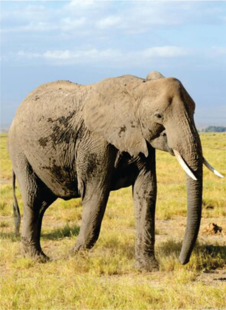 African elephant bull walking on green grass in Masai Mara on Tanzania and Kenya budget camping safari