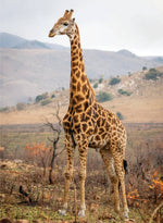 3-DAYS BUDGET PACKAGE HOLIDAYS TO KENYA SAFARI