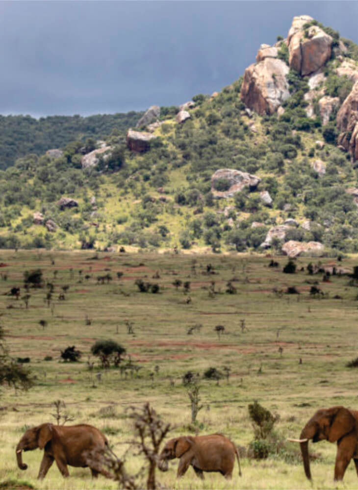 group of elephants walking towards the mountains in the field on Masai Mara Sopa Lodge Safari tour