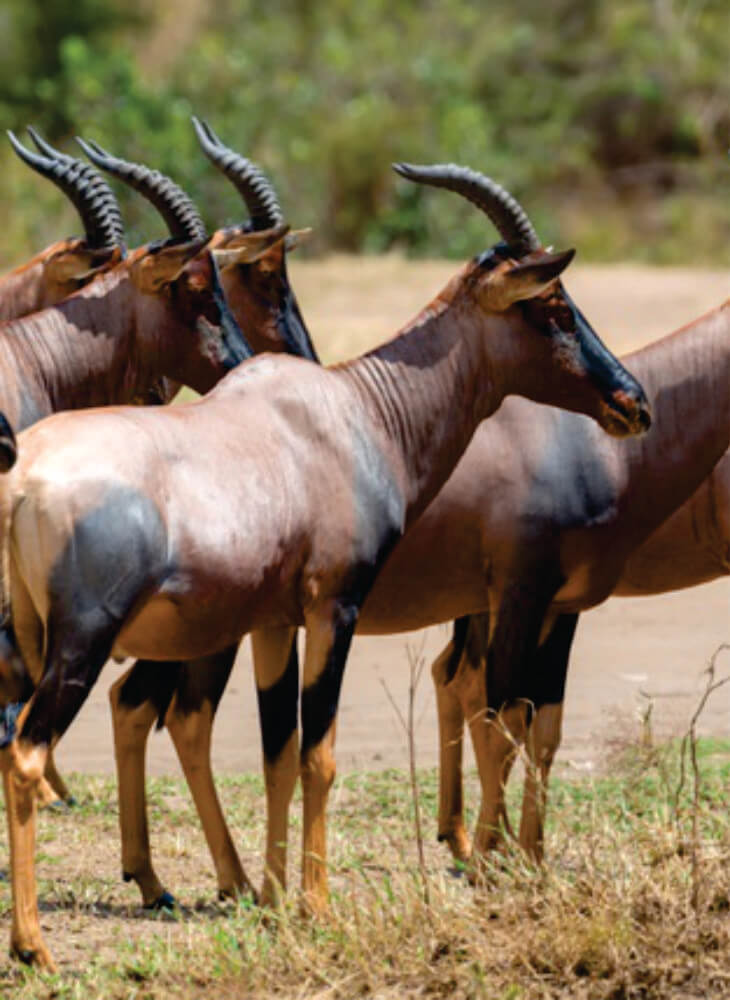 herd of topi standing in grass on 3-day joining safari tour and watching curiously on a bright sunny day in Amboseli National Park.