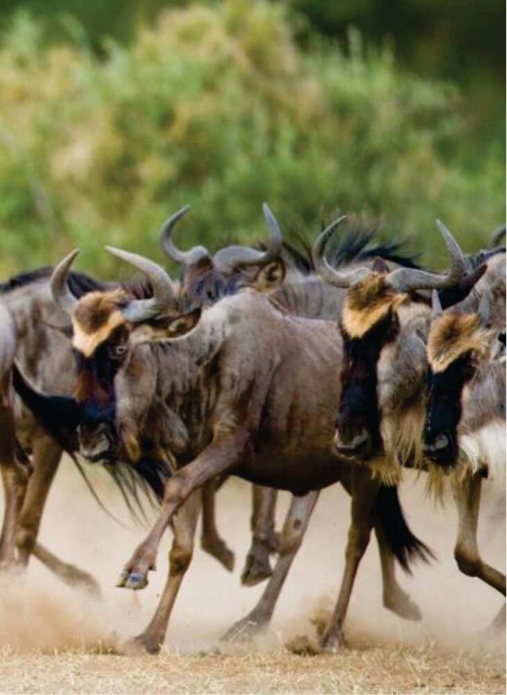 herd of wildebeest running in grass on 3-day joining safari tour and watching curiously on a bright sunny day in Amboseli National Park.