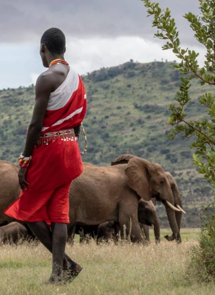 Maasai man in red cloth standing and watching a herd of elephants and giraffes in Masai Mara on Masai Mara safari in Kenya, Nairobi