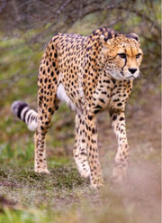 male cheetah walking on the grass in Masai Mara on affordable Masai Mara wildlife safari tours in Kenya