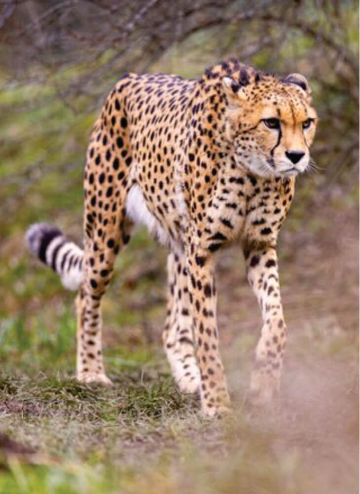 male cheetah walking on the grass in Masai Mara on affordable Masai Mara wildlife safari tours in Kenya