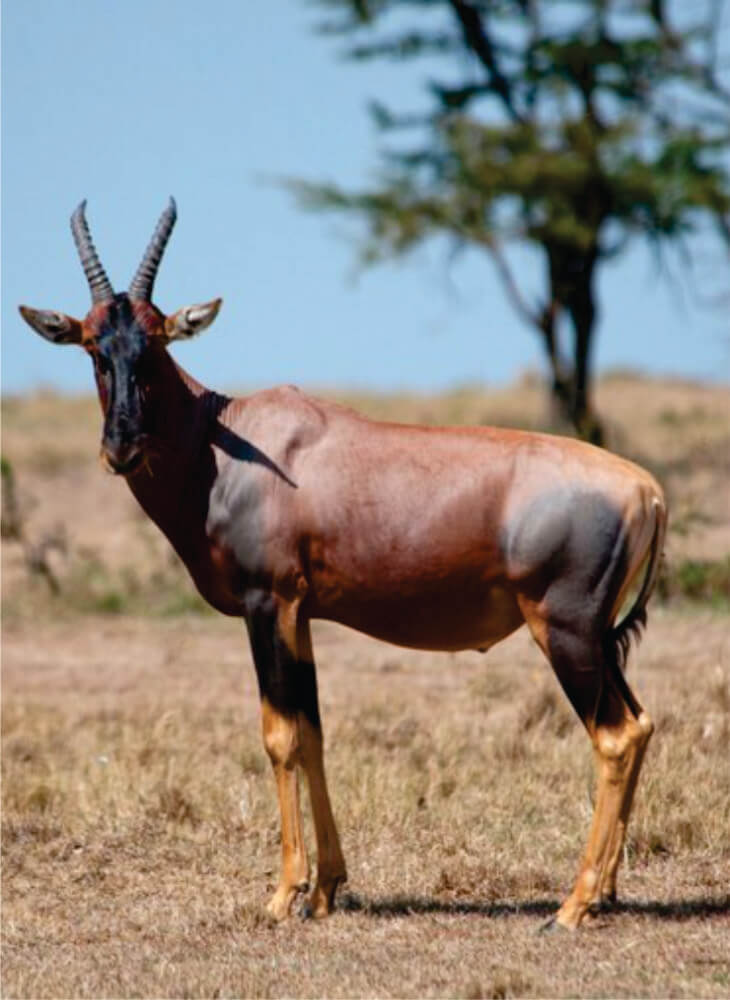 male topi standing in grass on 3-day joining safari tour and watching curiously on a bright sunny day in Amboseli National Park.