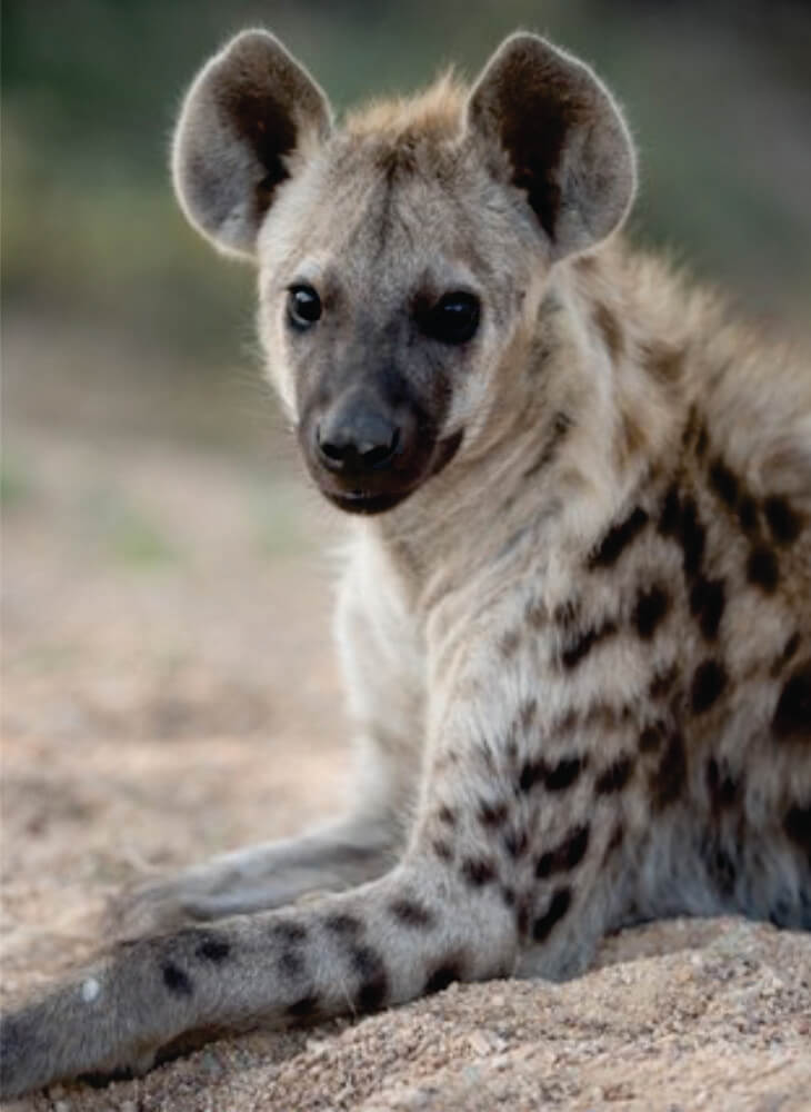 spotted hyena resting on the ground on budget safari in Amboseli and watching curiously on a bright sunny day in Amboseli National Park.