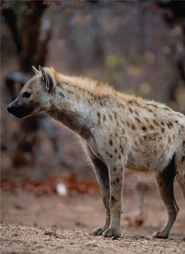 spotted hyena walking in grass on budget safari in Amboseli and watching curiously on a bright sunny day in Amboseli National Park.