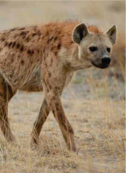 spotted hyena walking in short grass on budget safari in Kenya, Amboseli and watching curiously on a bright sunny day in Amboseli National Park.