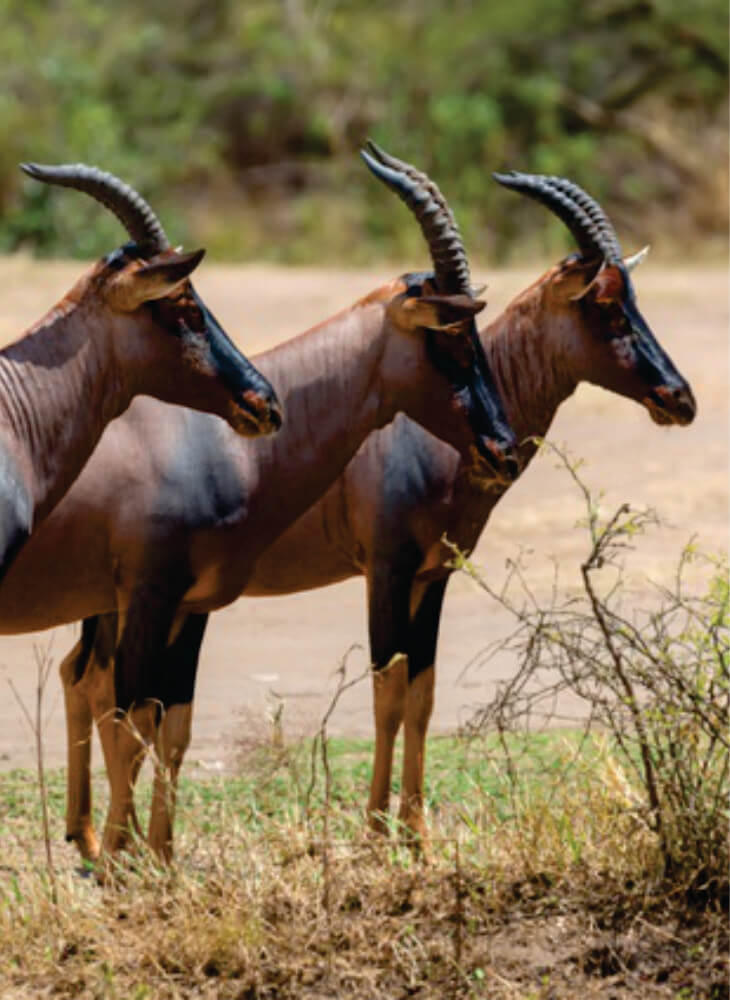 three topi standing in grass on 3-day joining safari tour and watching curiously on a bright sunny day in Amboseli National Park.