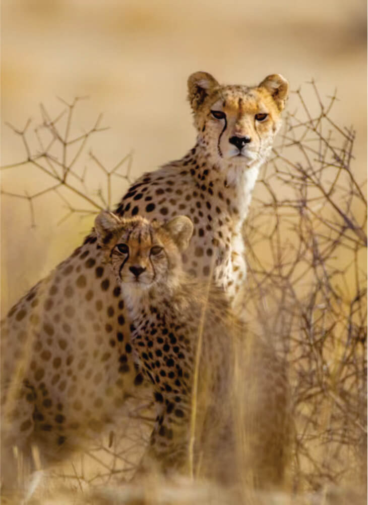 two cheetahs resting among plants on grassy plain in Masai Mara during daytime on animal safari Kenya