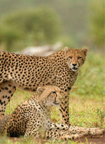 WILDLIFE SAFARI IN KENYA TOURS