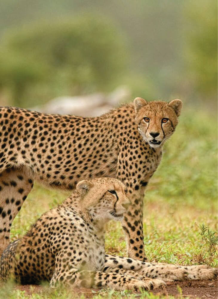 two cheetahs watch on as they lay in the sun in Masai Mara on Masai Mara wildlife safari tours in Kenya