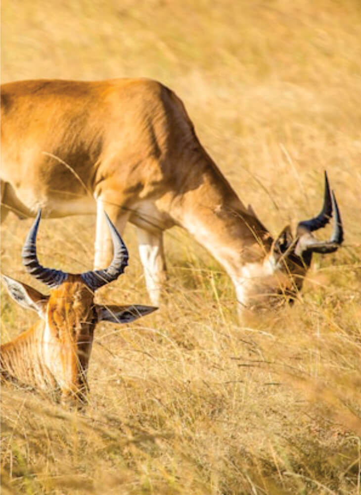 Betaalbare 4-daagse Nairobi Safari-reis Masai Mara