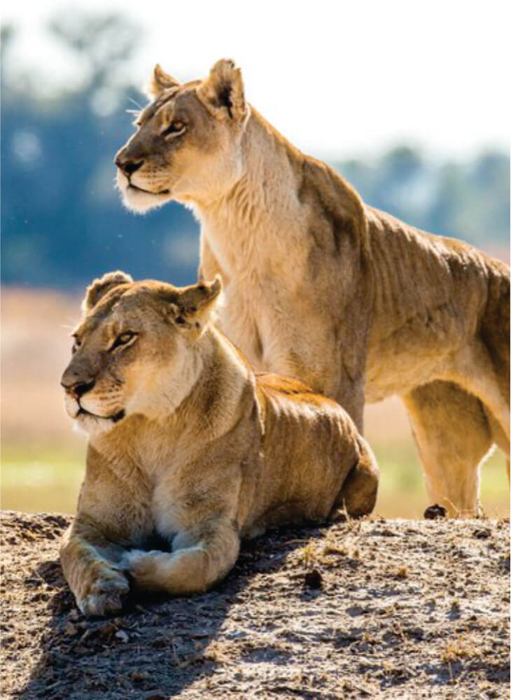 two lions watch on as they lay in the sun in Masai Mara National Reserve on 3-day Africa safari packages