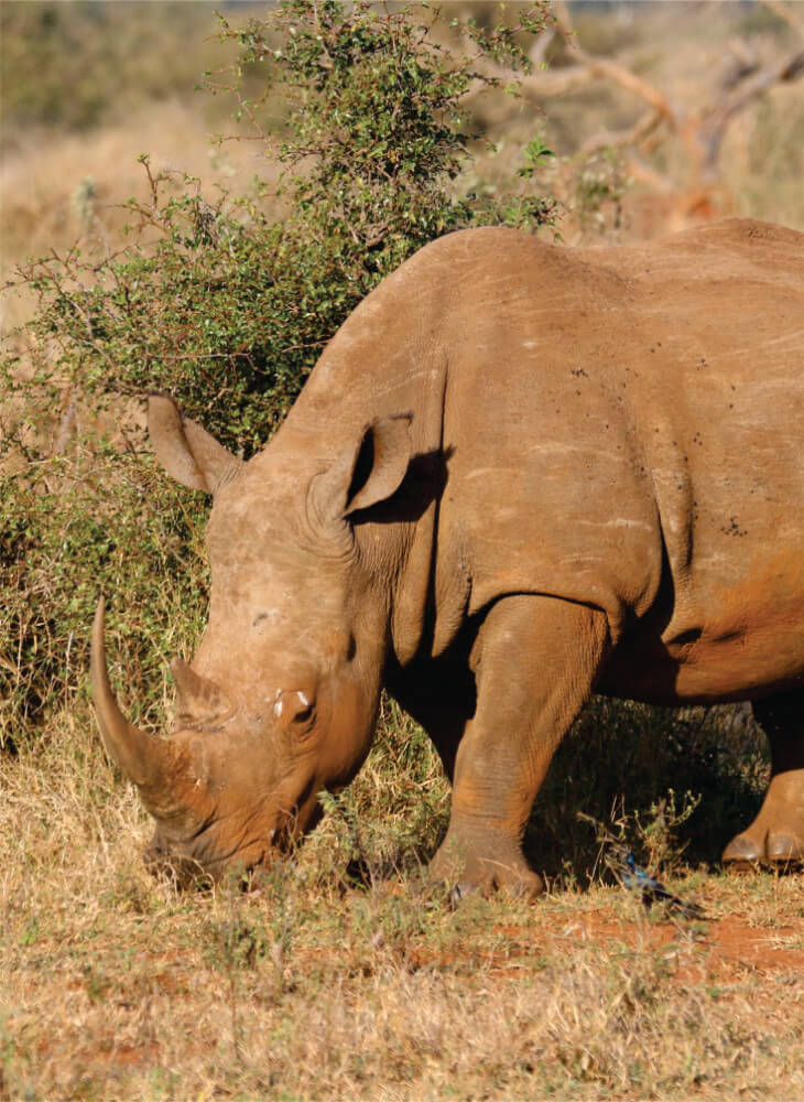 white rhino grazing in the field in the daytime in Masai Mara on animal safari Kenya