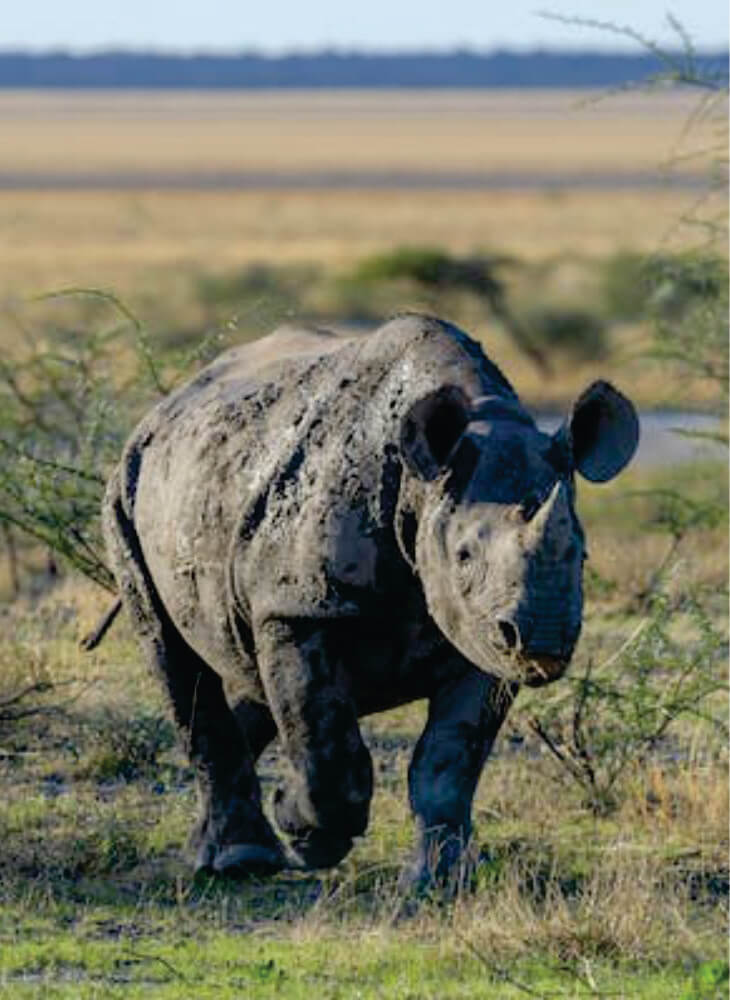 white rhino walking in the field in the daytime in Masai Mara on Masai Mara wildlife safari in Africa