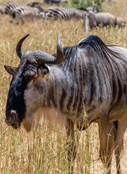 wildebeest walking across an open plain in Amboseli on Kenya group tours