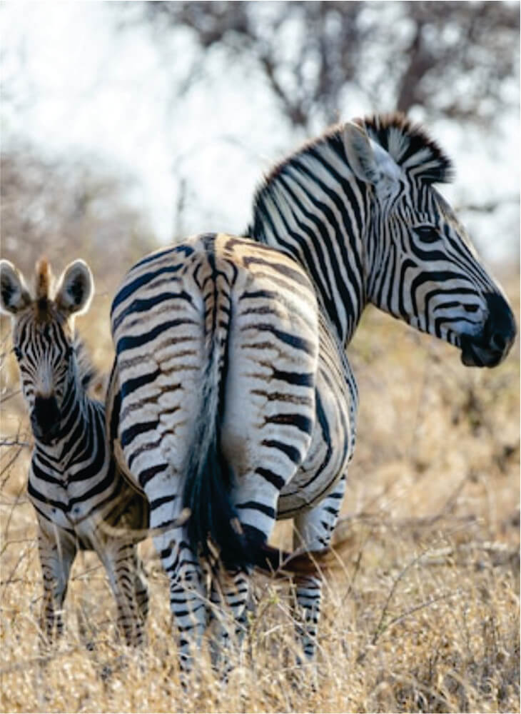 Zebra and a foal standing in the field in Masai Mara on 3-day budget package holidays to Kenya safari