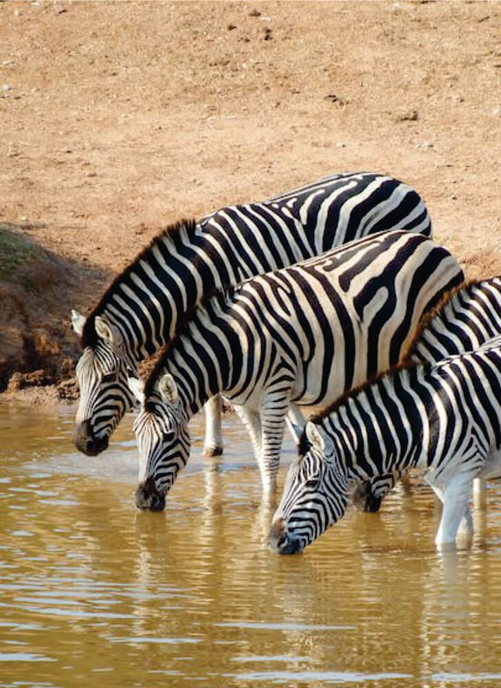 zebra herd drinking water at Mara River at daytime in Masai Mara on wildlife group tour package in Kenya