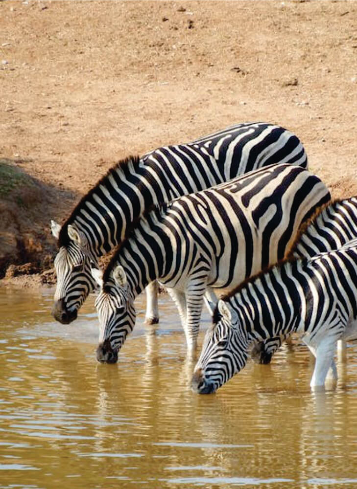 zebra herd drinking water at Mara River at daytime in Masai Mara on wildlife group tour package in Kenya