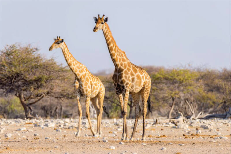 two giraffes walking in the plains of Serengeti on Kenya vs Tanzania for safari