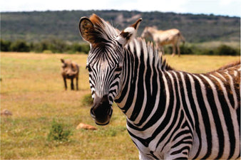 zebra standing and watching during daytime in Masai Mara on best time to visit Kenya