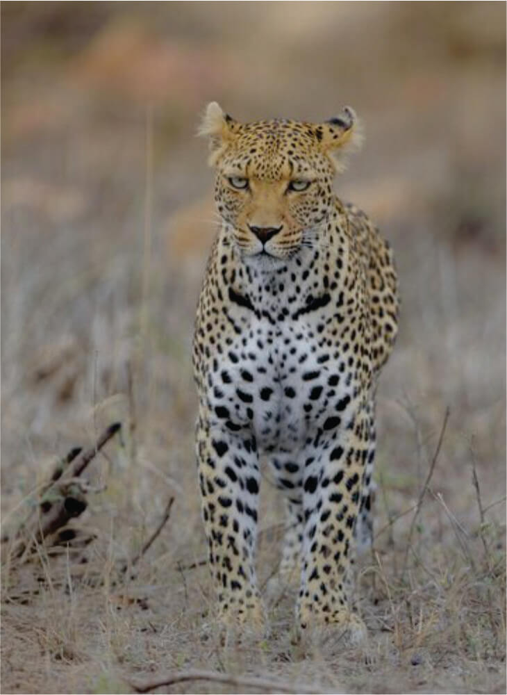 cheetah watch on as its stands in tall grass in Masai Mara on wildlife safari in Kenya