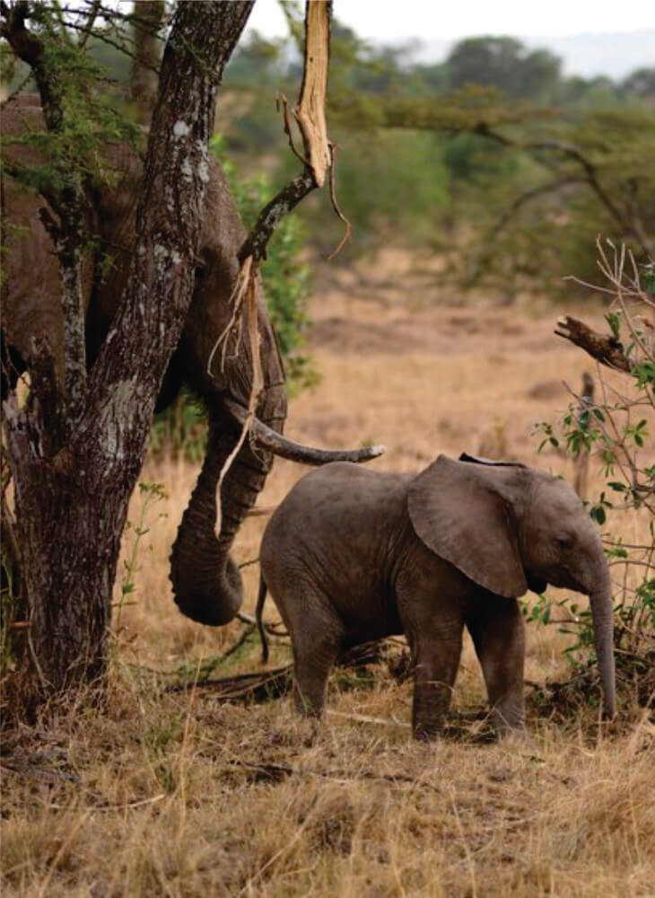 elephant and a calf walking near a tree in the wilderness in daytime on Masai Mara Amboseli safari tours