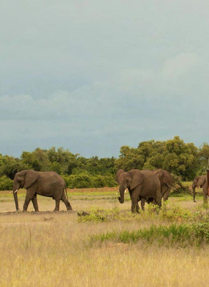 elephant herd walking through the long grass of the Masai Mara plains on private Masai Mara 3 day safari tours