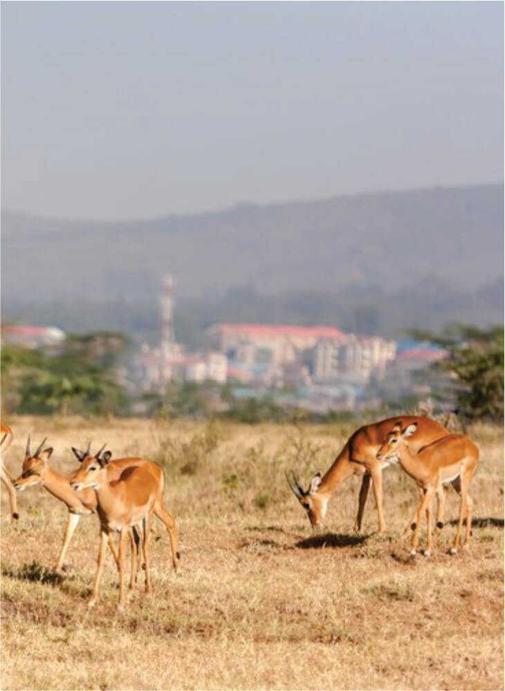 Overkommelig 4-dages Nairobi Safari-tur Masai Mara