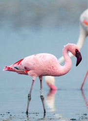 single flamingo bird walking in water in Lake Nakuru on 7 days birding safaris Africa in shared group tours