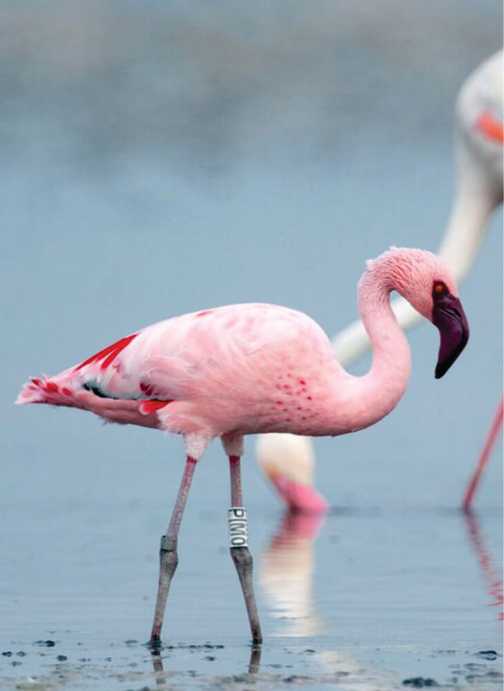 single flamingo bird walking in water in Lake Nakuru on 7 days birding safaris Africa in shared group tours