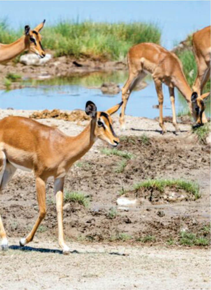 经济实惠的 4 天内罗毕野生动物园之旅马赛马拉