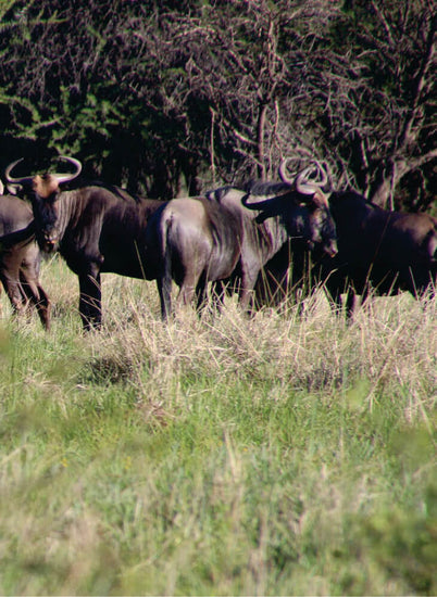 four wildebeest standing on green grass field at daytime in Masai Mara Kenya during great migration African safari tours