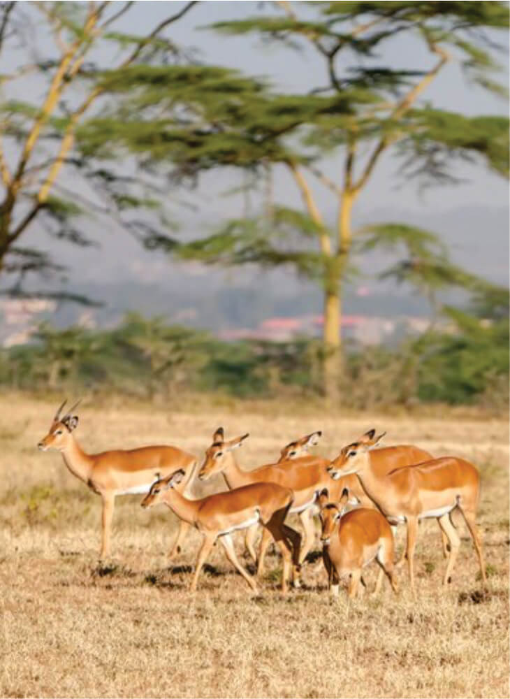 gazelles resting near trees on the plains of Nairobi Park with views of Nairobi city in the background on Nairobi safari Masai Mara package