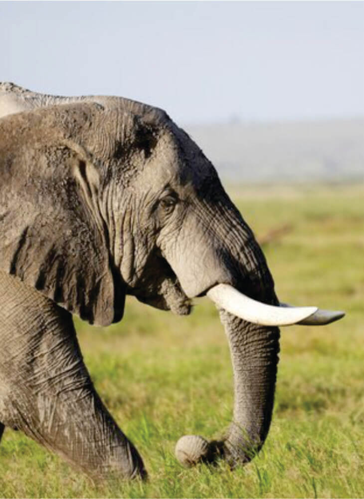 gigantic African elephant bull walking on tall grass in Masai Mara on 2 week Tanzania and Kenya budget camping safari