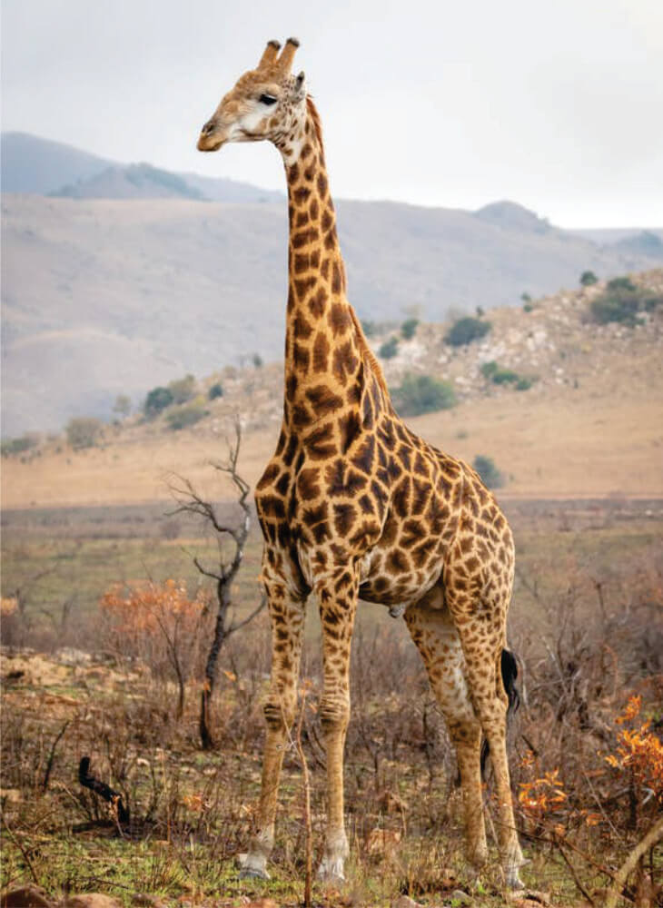 Male giraffe standing and watching in the field in Masai Mara on 3-day budget package holidays to Kenya safari