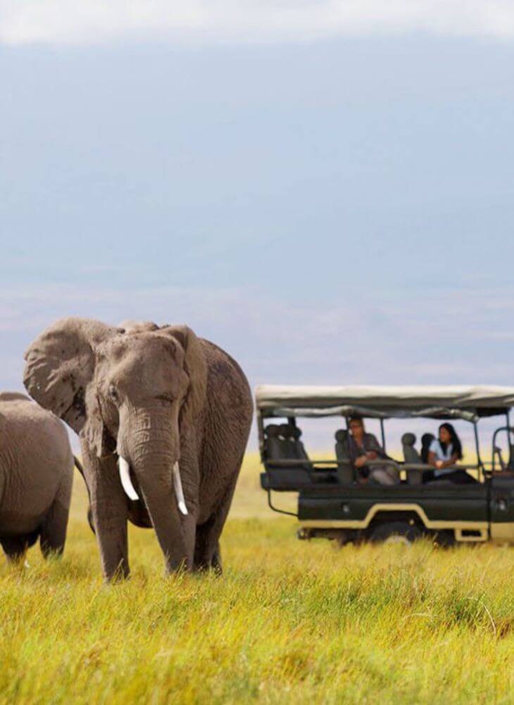 green 4x4 jeep carrying two travelers running near two elephants in Masai Mara during 4x4 Tanzania jeep safari tour
