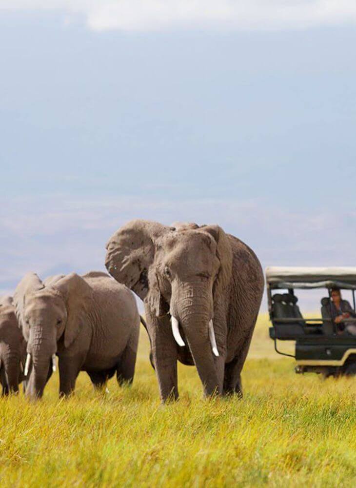 green jeep carrying a traveler running near three elephants in Masai Mara during 4x4 Tanzania jeep safari tour