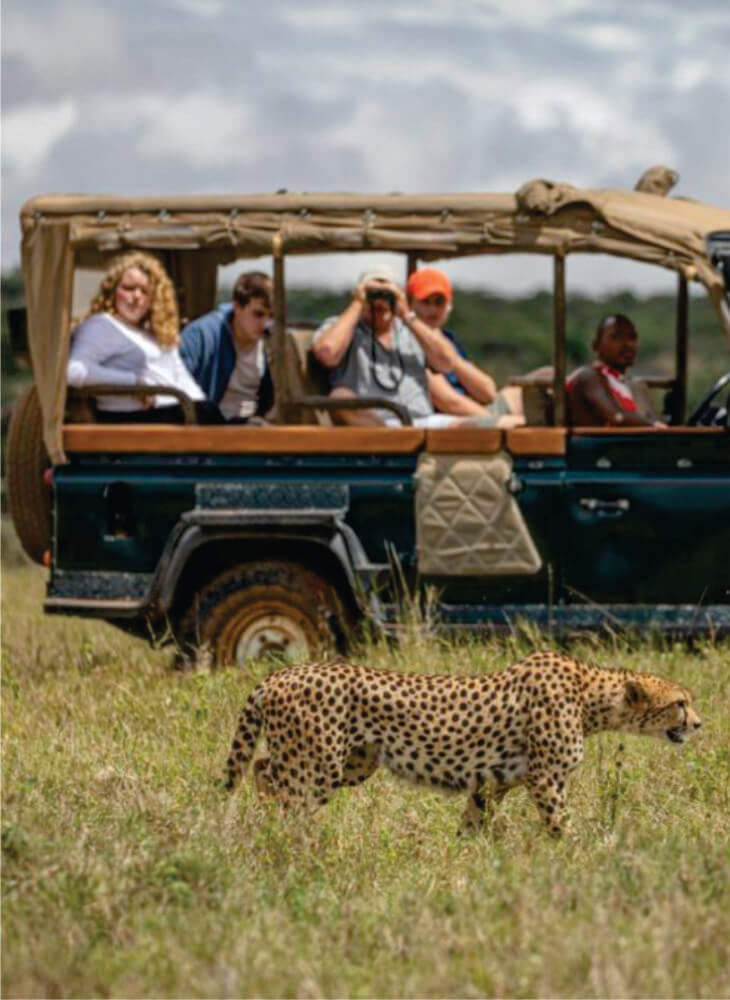 group of tourists in a green 4x4 jeep enjoying the majestic view of a male cheetah in Masai Mara on group joining budget safari jeep tours