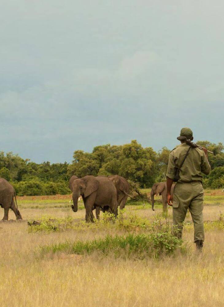 guide in green uniform carrying a gun walks over to an elephant herd in Masai Mara on private Masai Mara 3 day safari tours