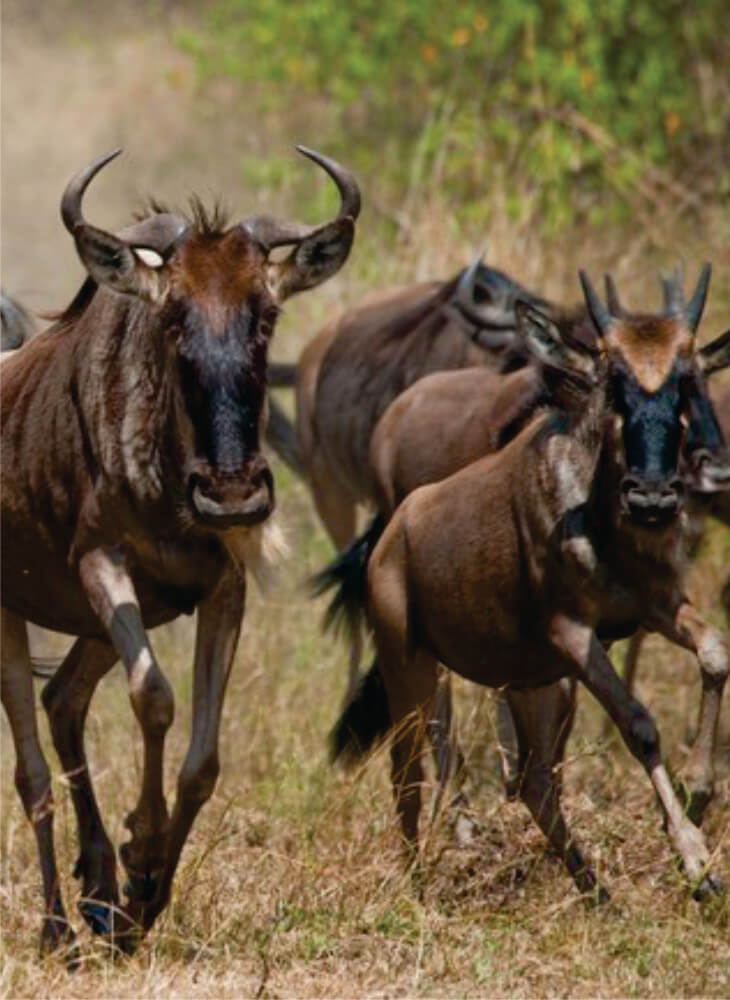 herd of blue wildebeest running across an open plain in Amboseli on Kenya group tours