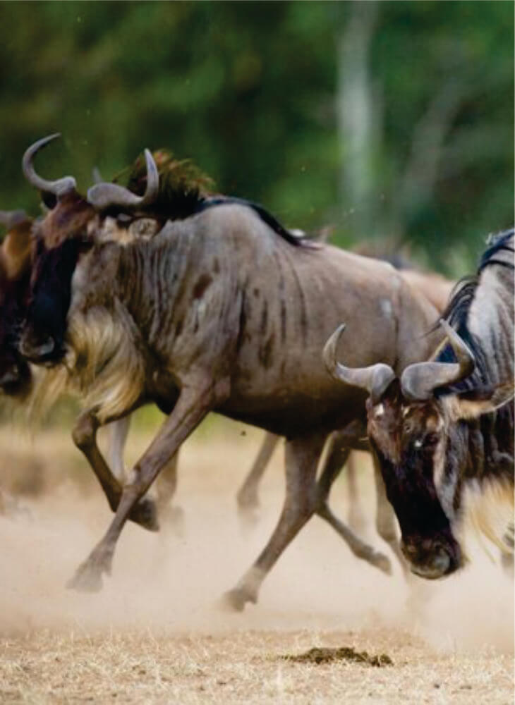 herd of Blue Wildebeest running through the Amboseli savannah on Kenya group tours