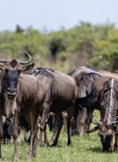 one wildebeest-looking with herd grazing in the grassy savannas of Amboseli on Kenya group tours