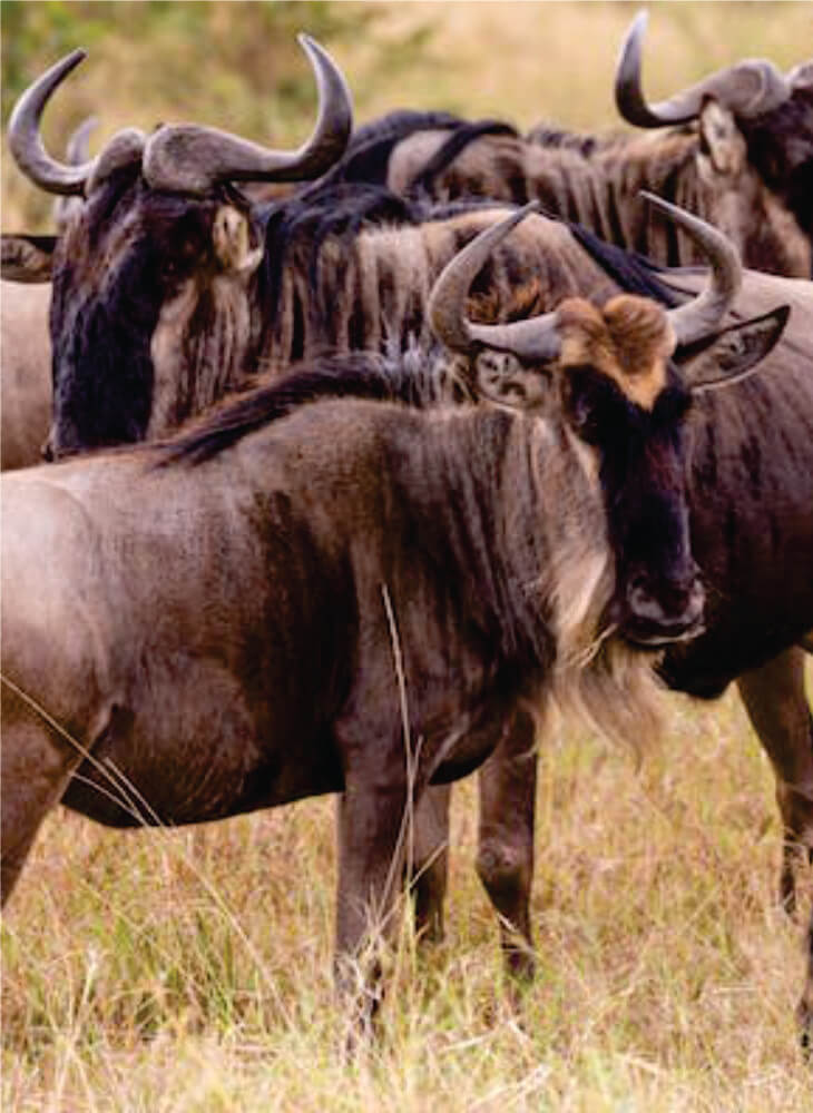 herd of wildebeest standing in the field at daytime in Masai Mara Kenya during great migration African safari tours